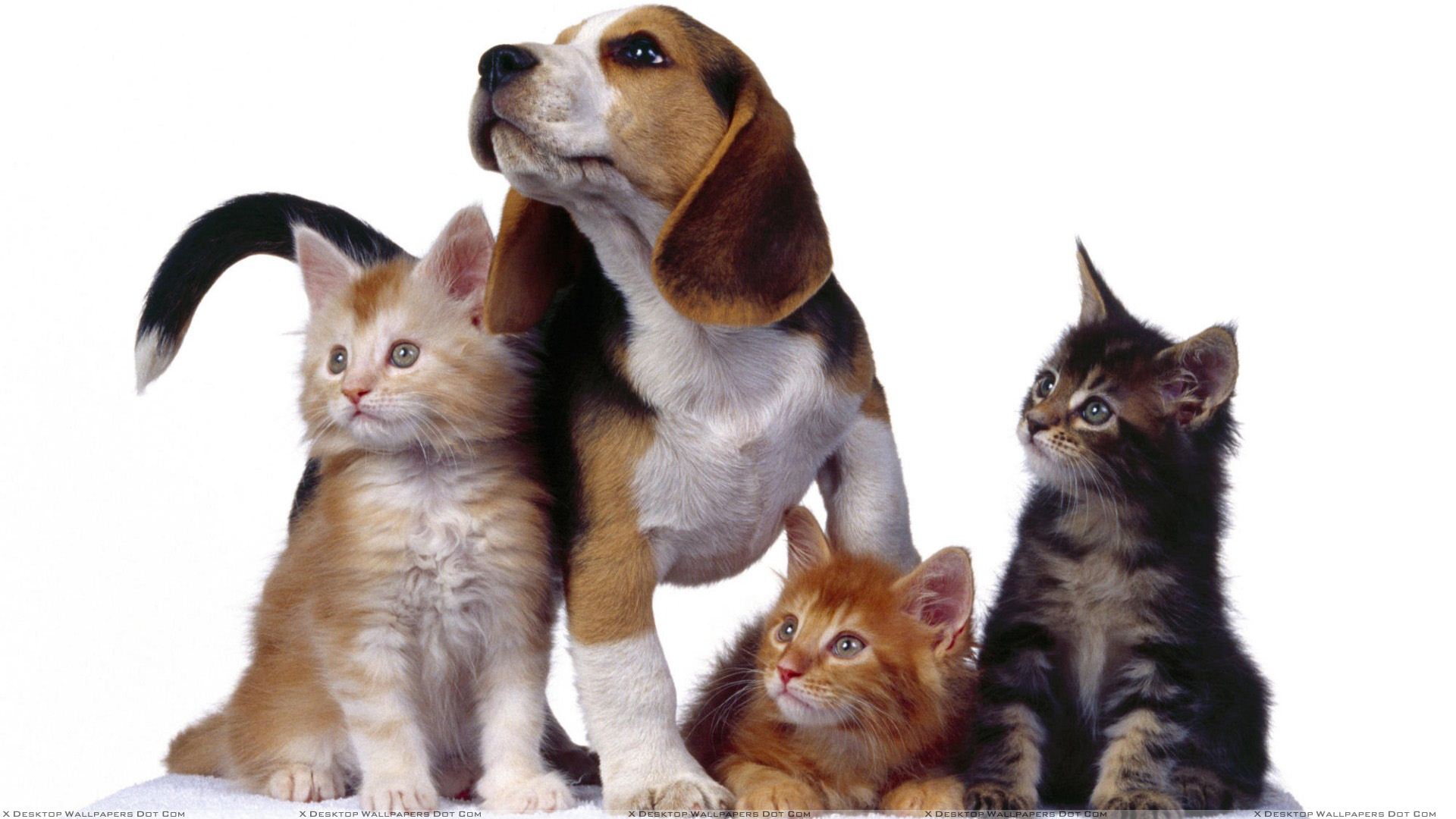 Cats With Dog On White Background Wallpaper