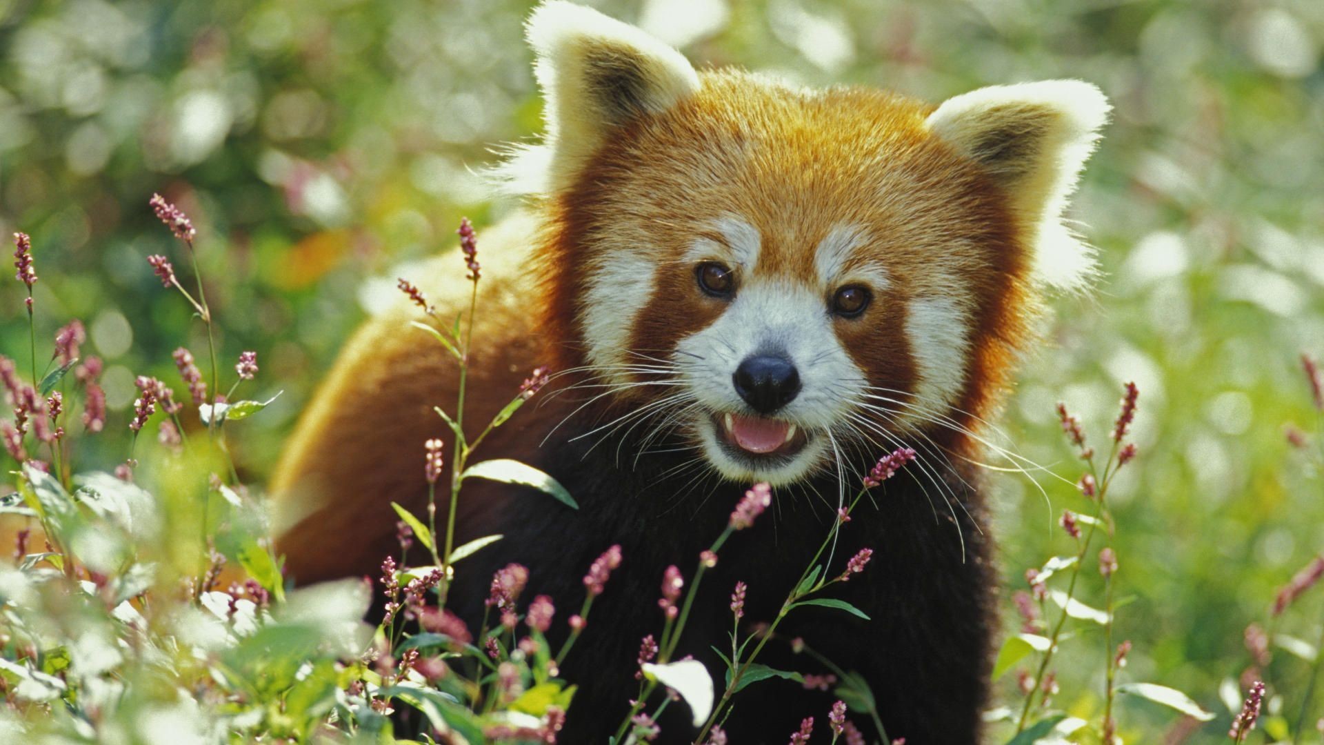 Red Panda Wallpaper
