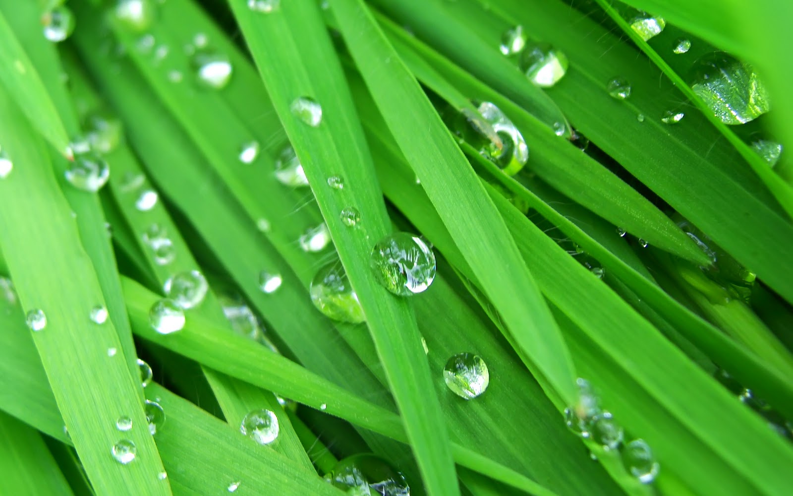 Close-up of vibrant green grass blades with glistening raindrops, capturing the refreshing beauty of nature after a shower