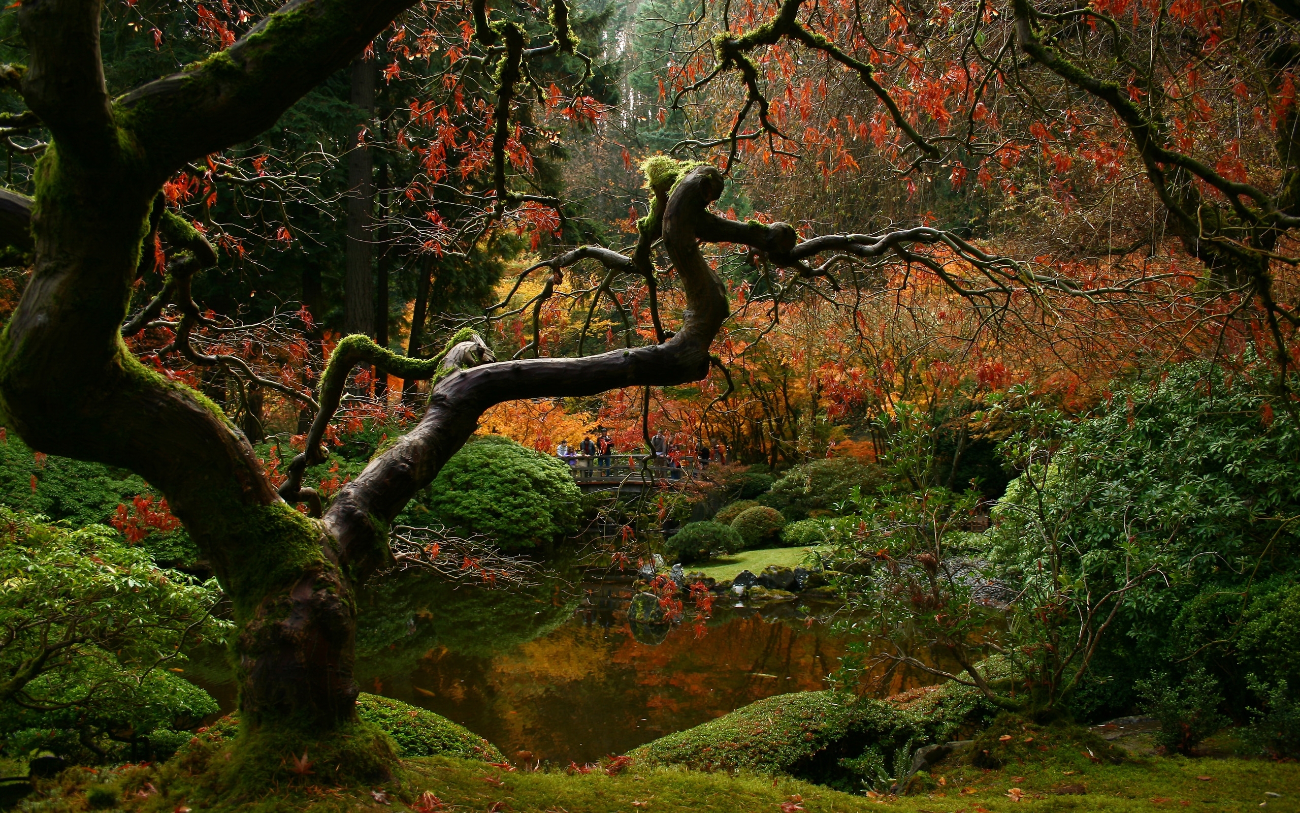 Of The Autumn Forest HD Desktop Wallpaper