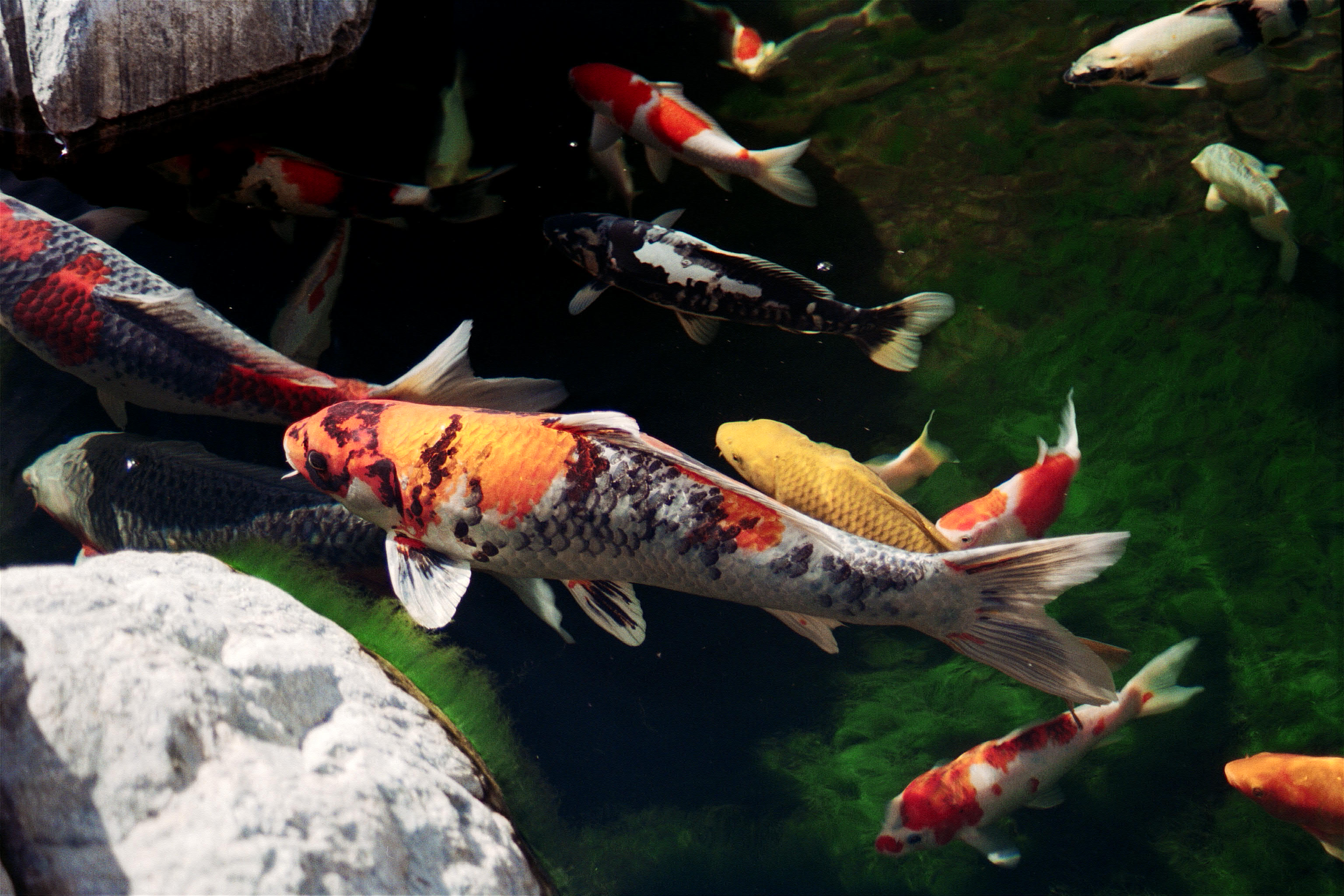 Koi Fish Pictures HD Wallpaper Res