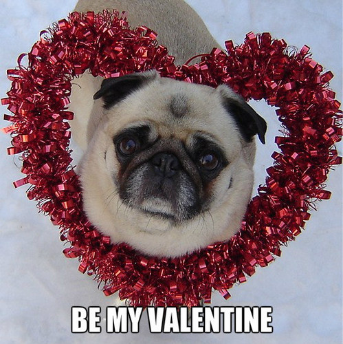 Pug Valentine Animal Humor Fan Art
