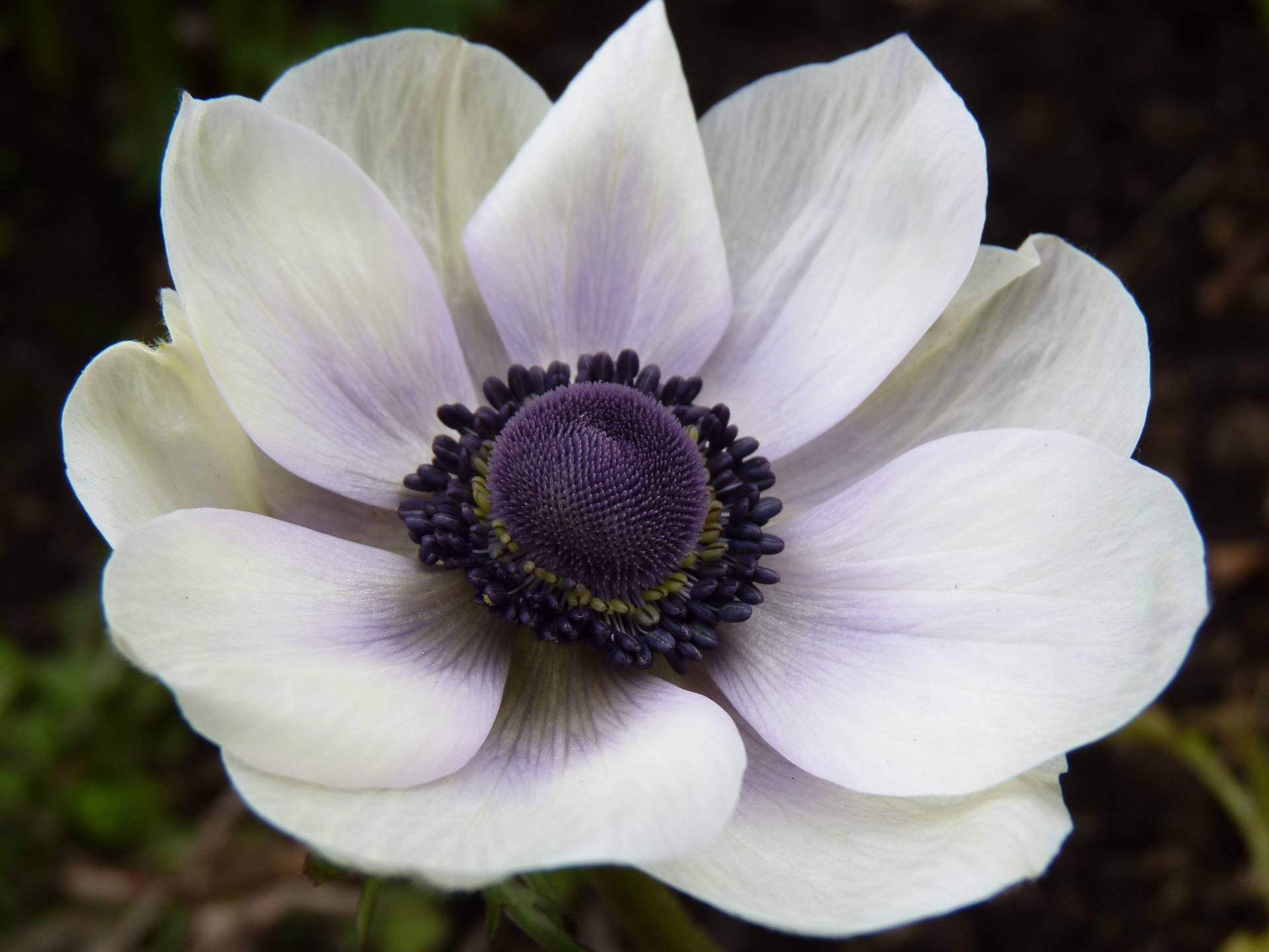 Anemone Flower Wallpaper