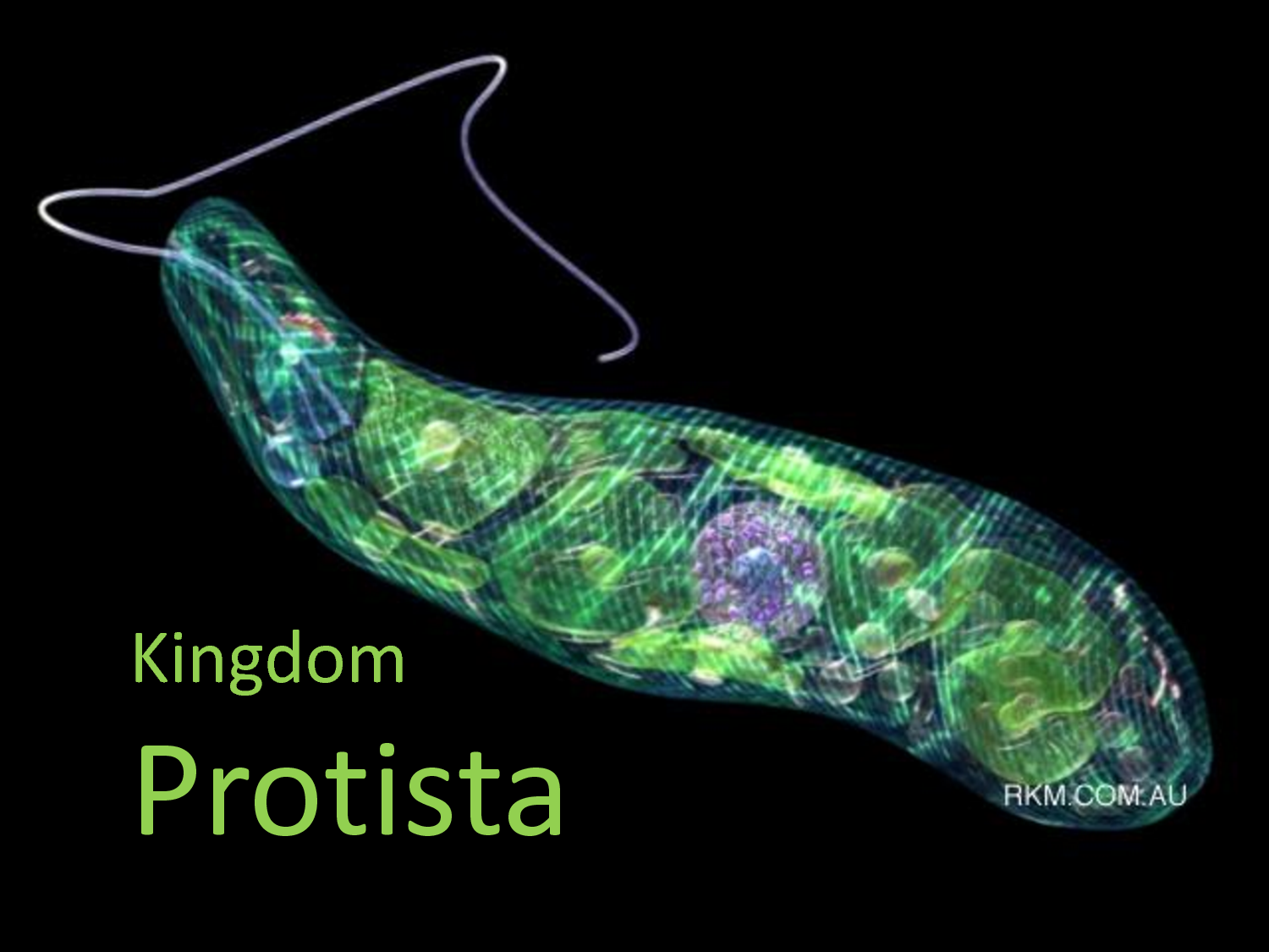 What Are Protists How Do Move Use Ei