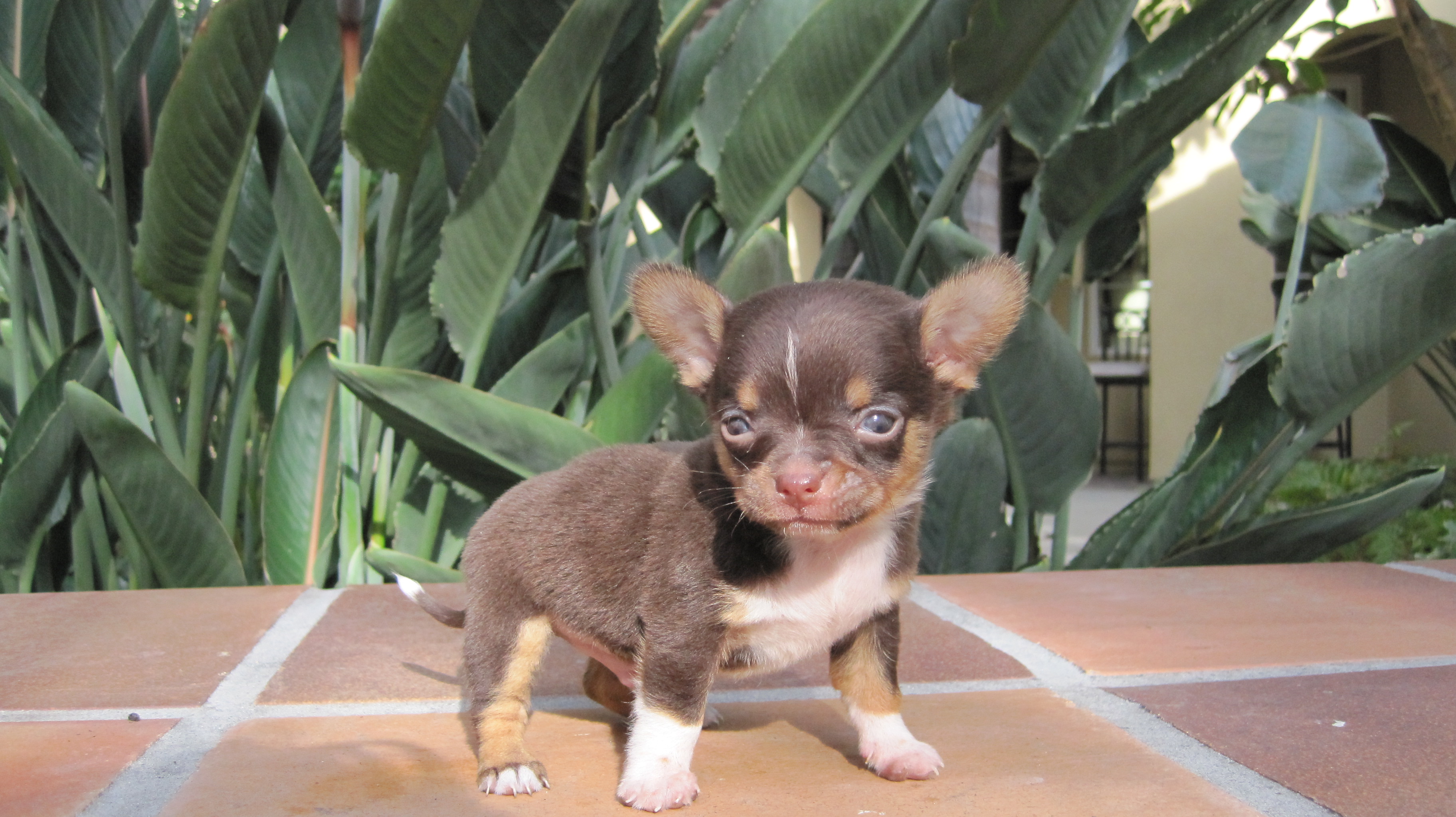  50 Teacup Chihuahua Wallpapers WallpaperSafari