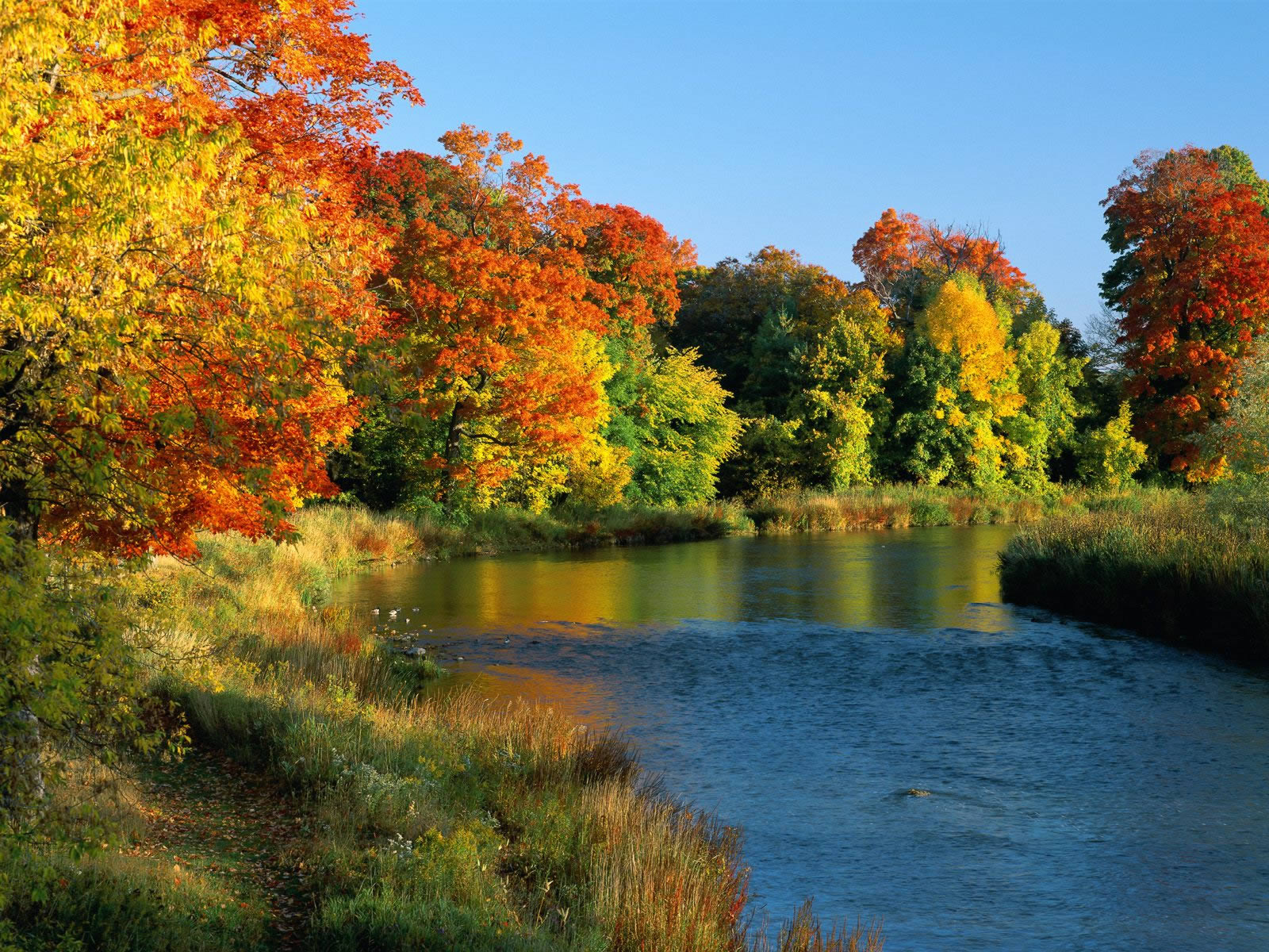 Credit River Ontario Canada Nature Wallpaper Image Featuring Autumn