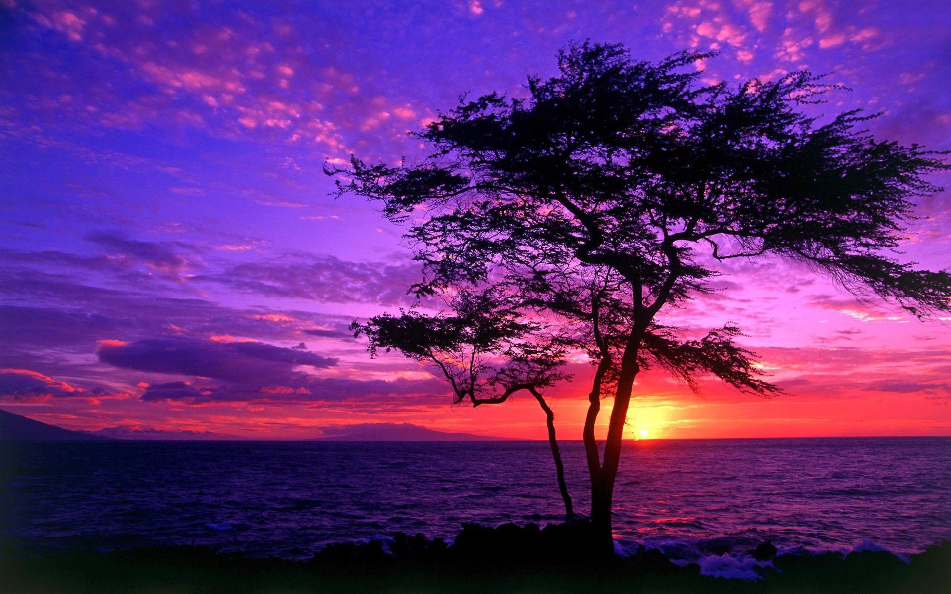 Tree Silhouette In The Purple Sunset Wallpaper