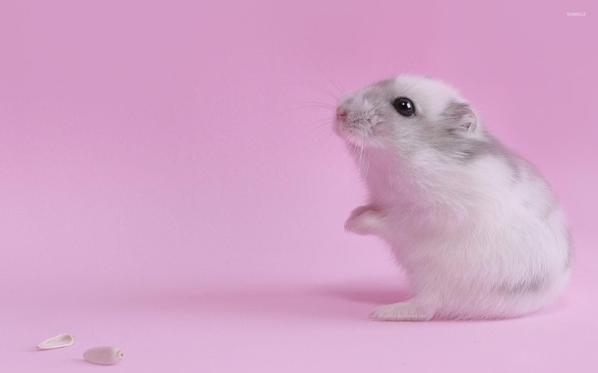 Cute Hamster Wallpaper Animal