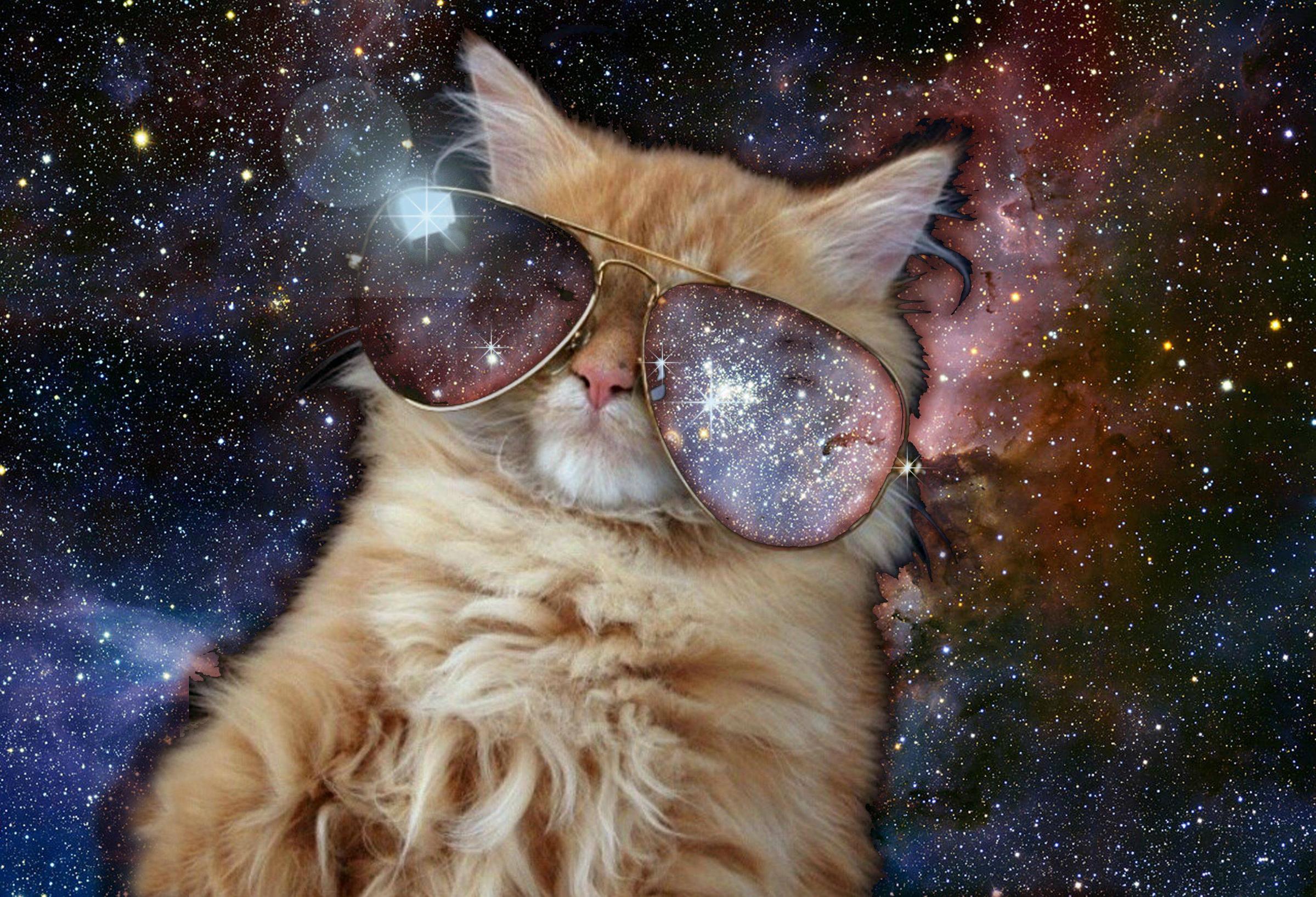  Awesome Cats In Space Wallpapers   Caveman Circus Caveman Circus