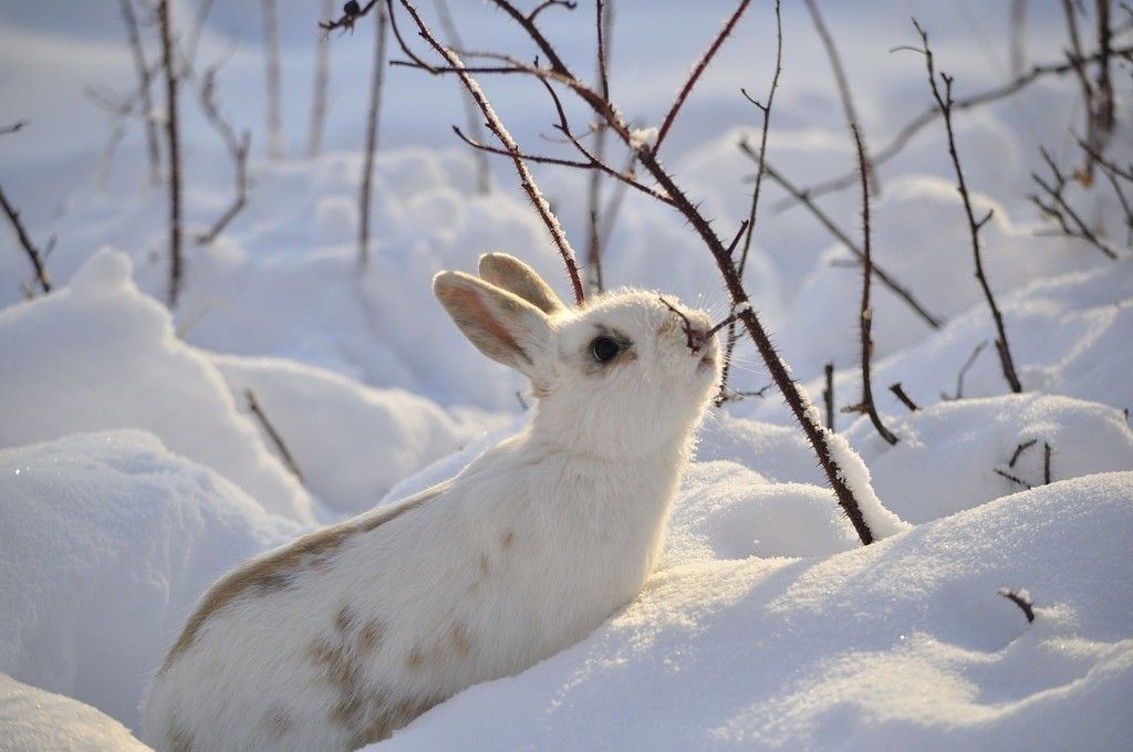 Cute white bunny snow winter animal 4k wallpaper Animals