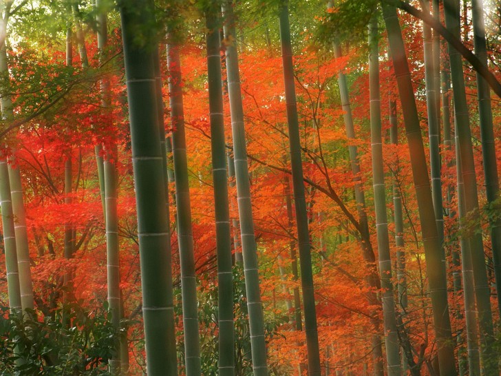 Bamboo Forest Arashiyama Park Kyoto Japan HD Wallpaper