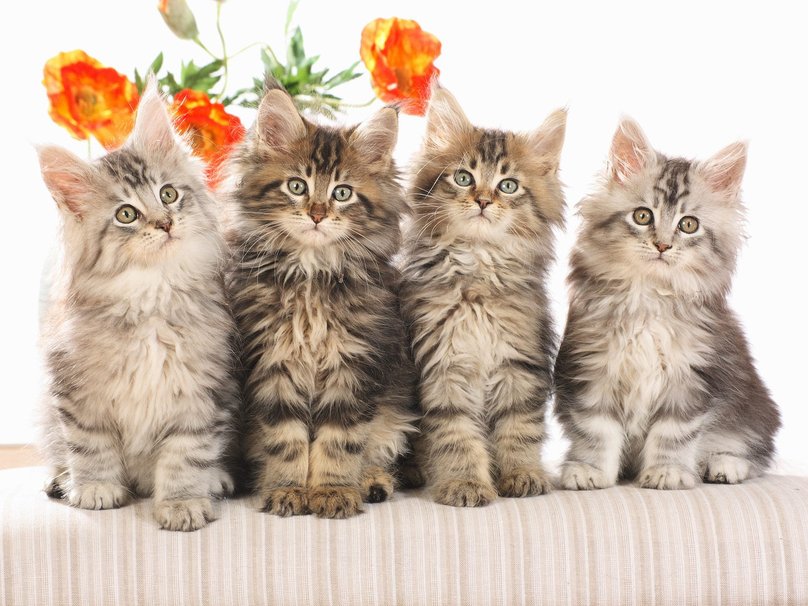 Maine Coon Kittens katten wallpaper   ForWallpapercom