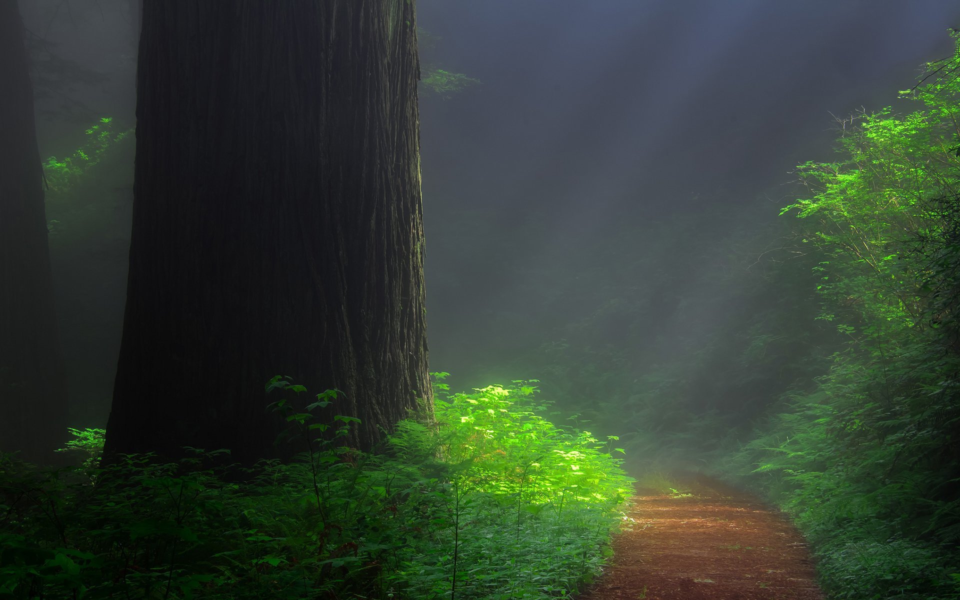 Redwood Forest Trail Tree Sequoia HD Wallpaper
