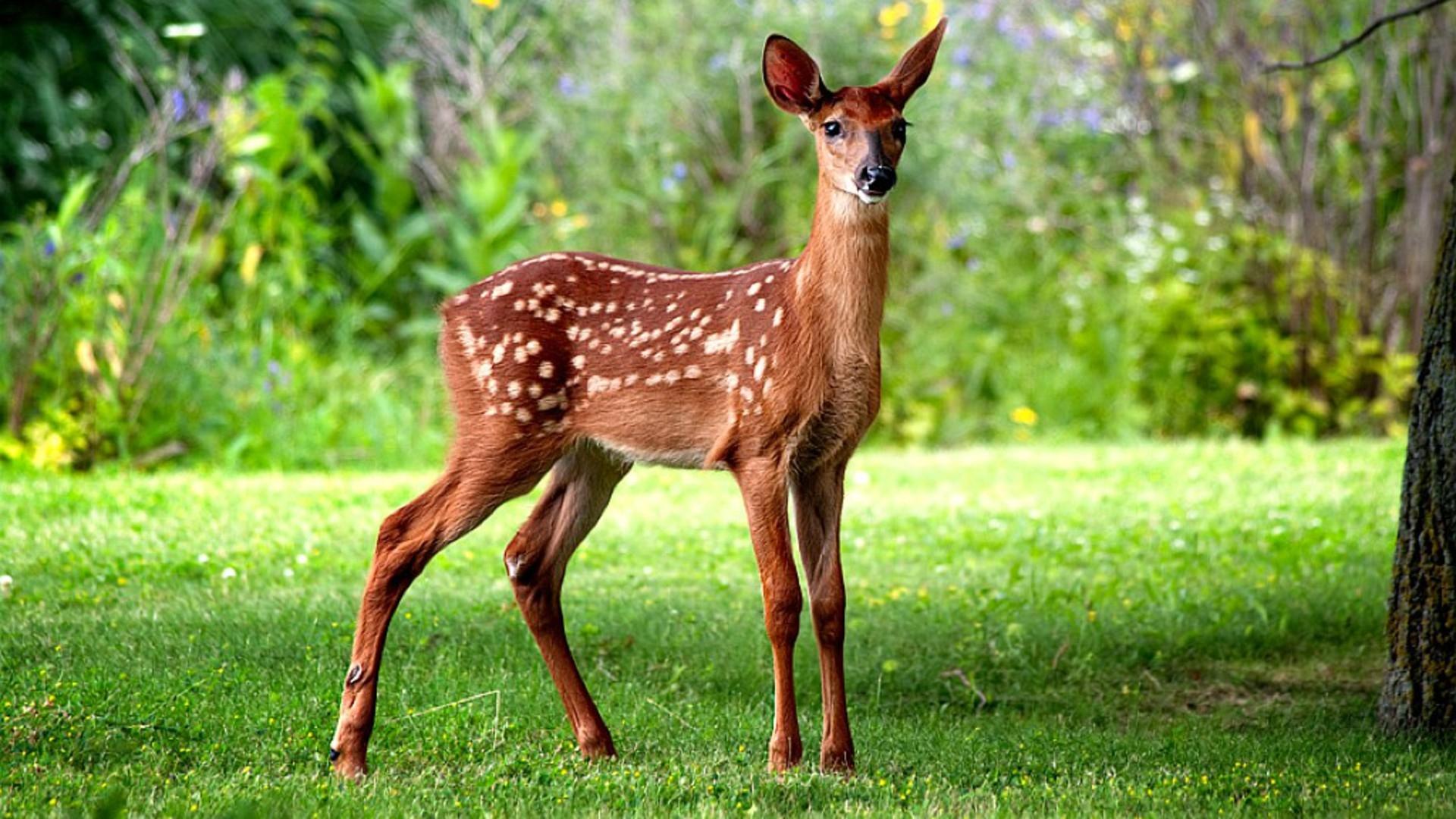 White Tailed Deer Fawn HD Wallpaper Background Image