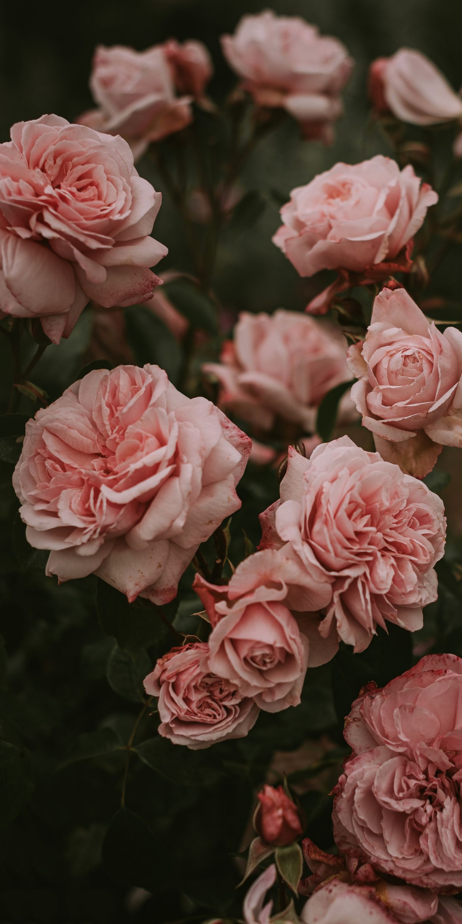 Pandora On Flowers Wallpaper