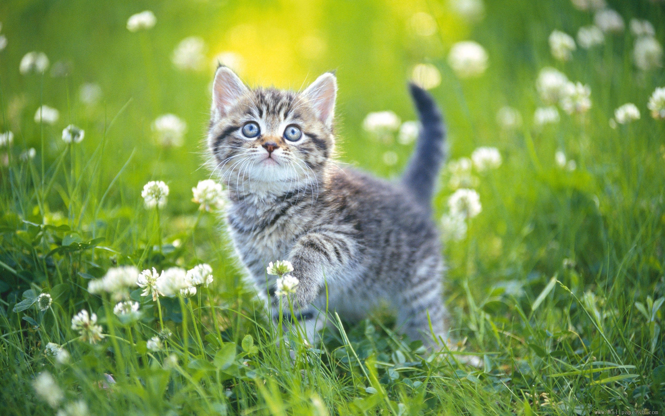 Cat Full HD Wallpaper and Background 2560x1600 ID389941