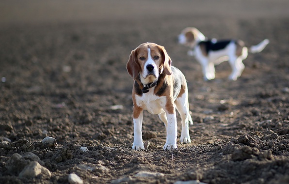 Wallpaper Dogs Beagles Field Dog