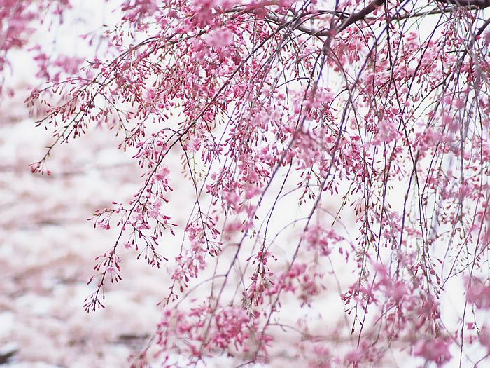 Japanese Cherry Blossom Wallpaper Funny Amazing Image