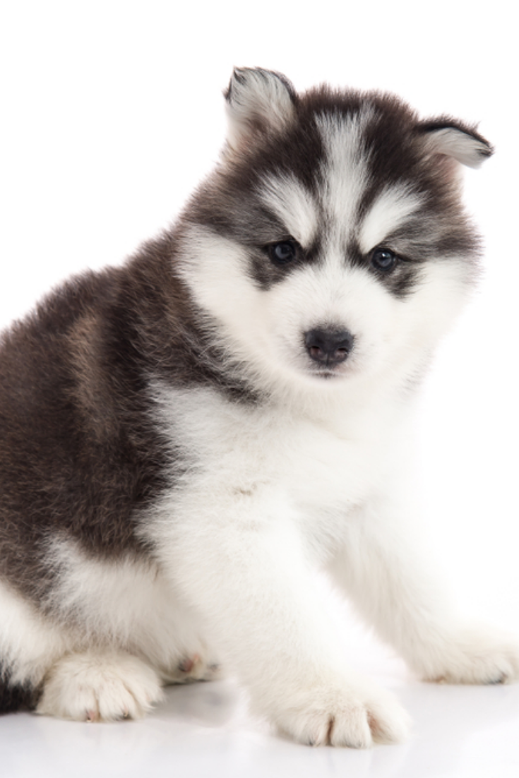 Cute Siberian Husky Puppy Lying On White Background Isolated