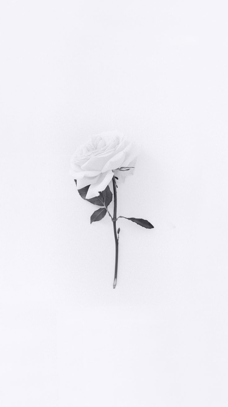 White Rose Wallpaper For iPhone