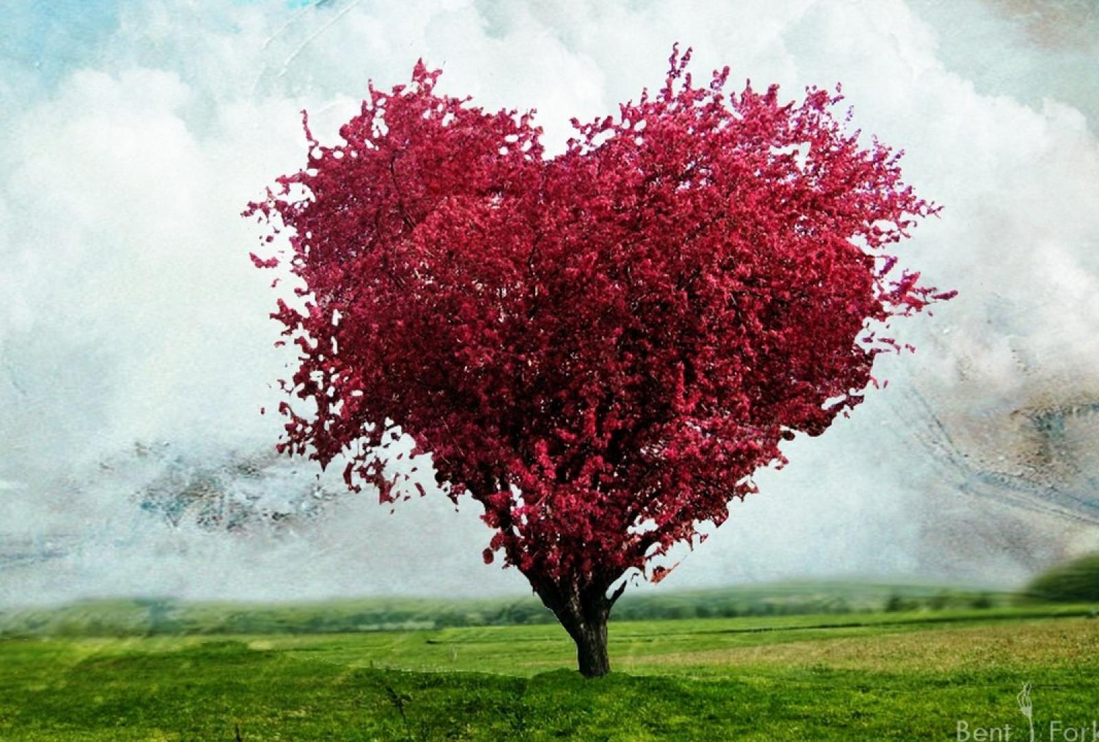 Love Tree High Resolution Wallpaper For Desktop