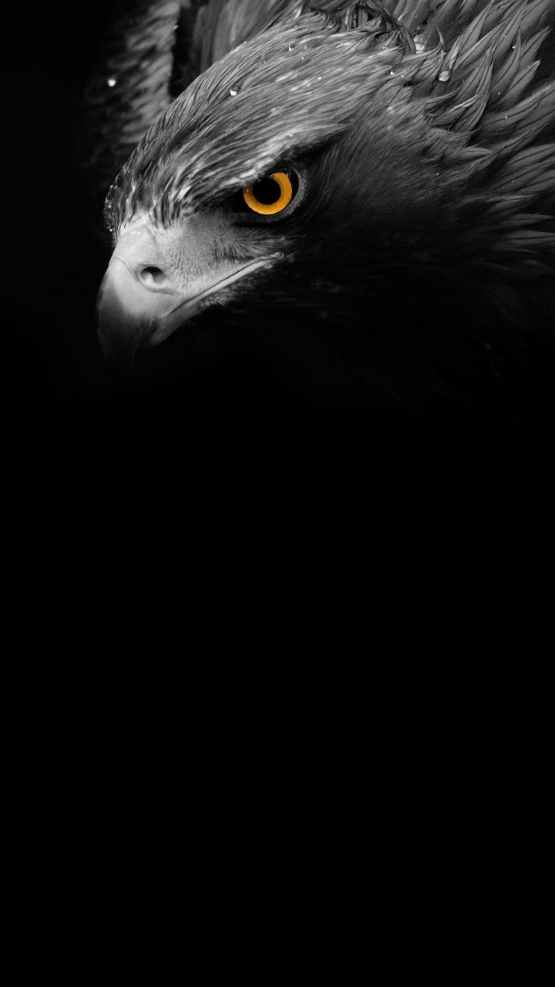 300+ Eagle HD Wallpapers and Backgrounds