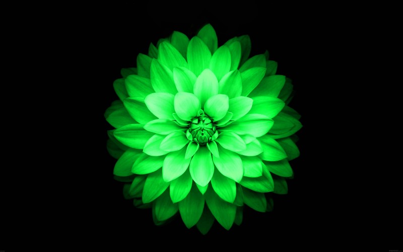 Name iPhone 6 Plus Green Lotus Flower Retina Wallpaper