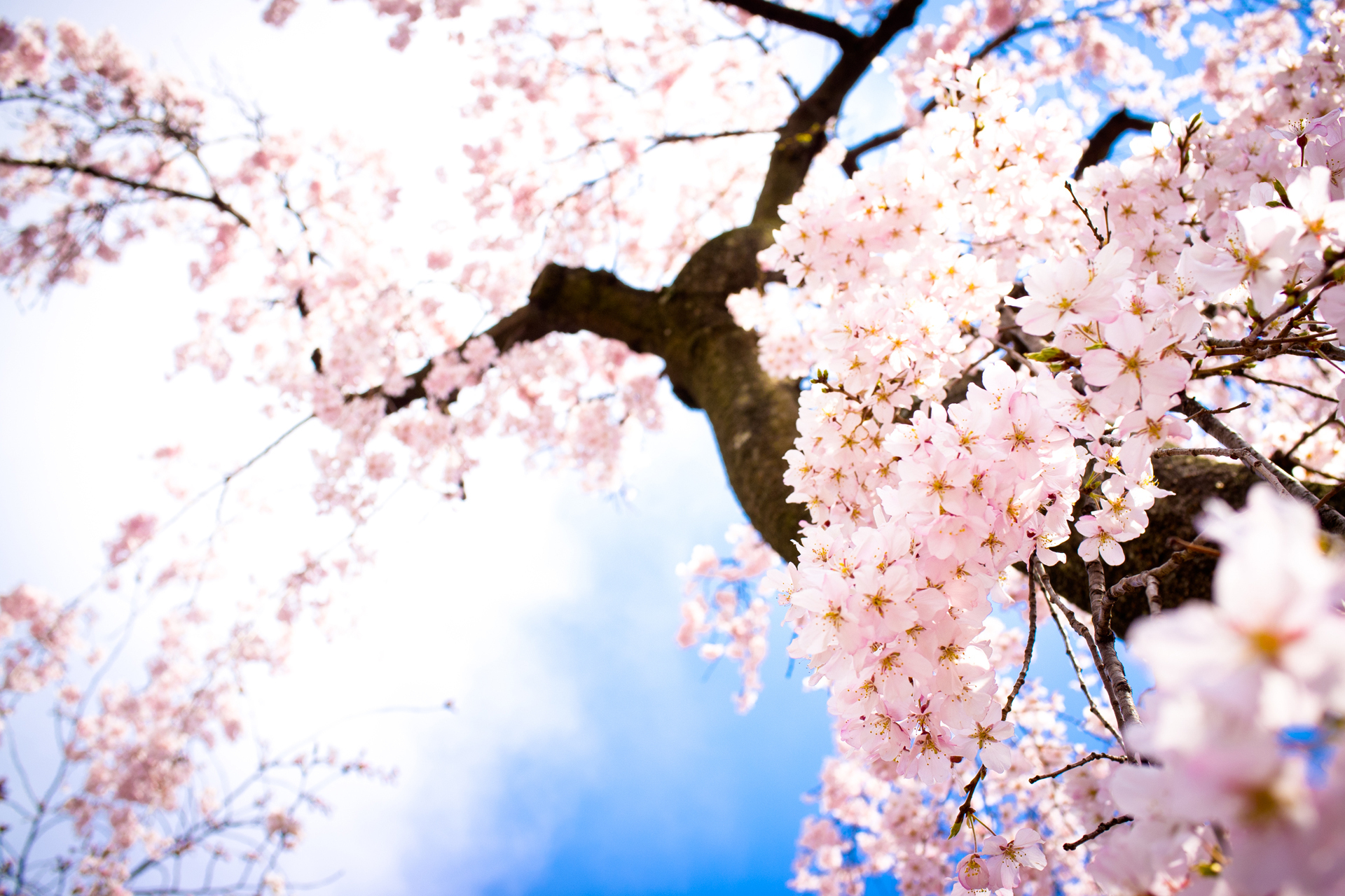 Cool Flowers Desktop Background Cherry Blossom HD
