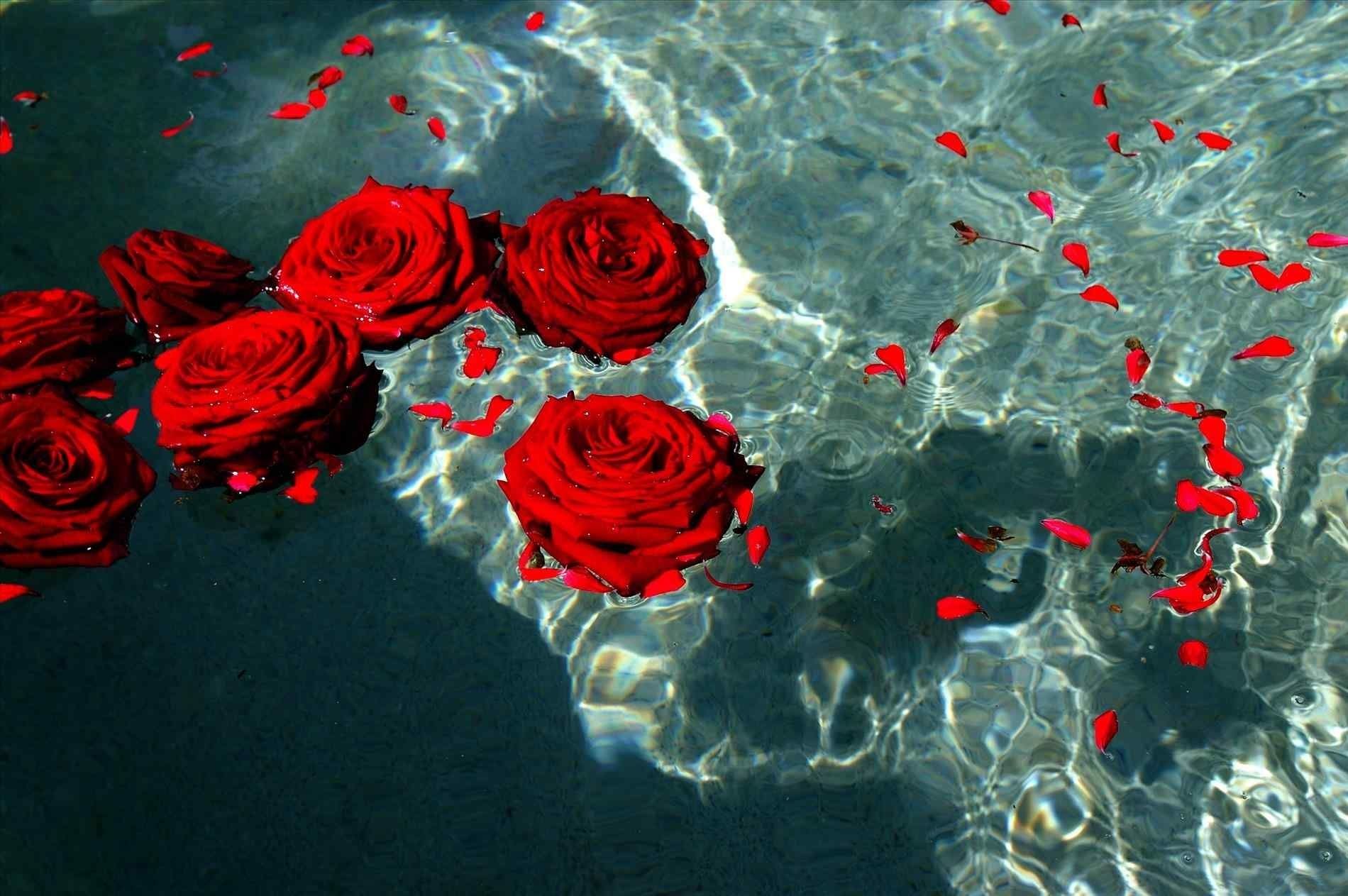 Most Popular Red Rose Background Full HD 1080p For Pc Desktop Wallpaper