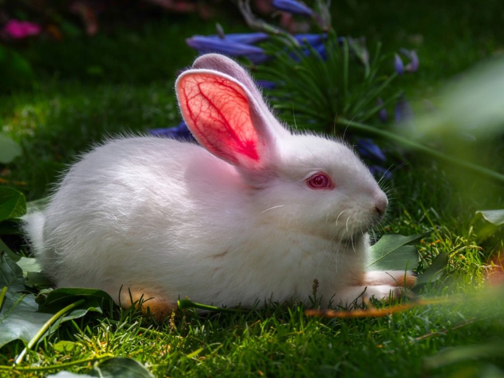 Cute White Baby Rabbit Desktop Wallpaper Baltana