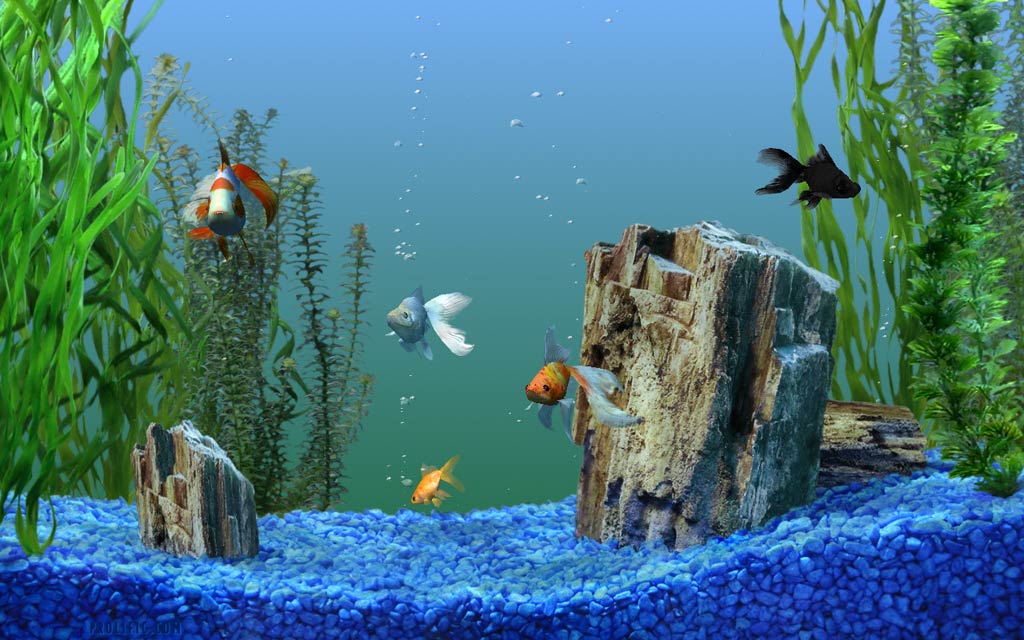 free download aquarium screensaver for windows 8