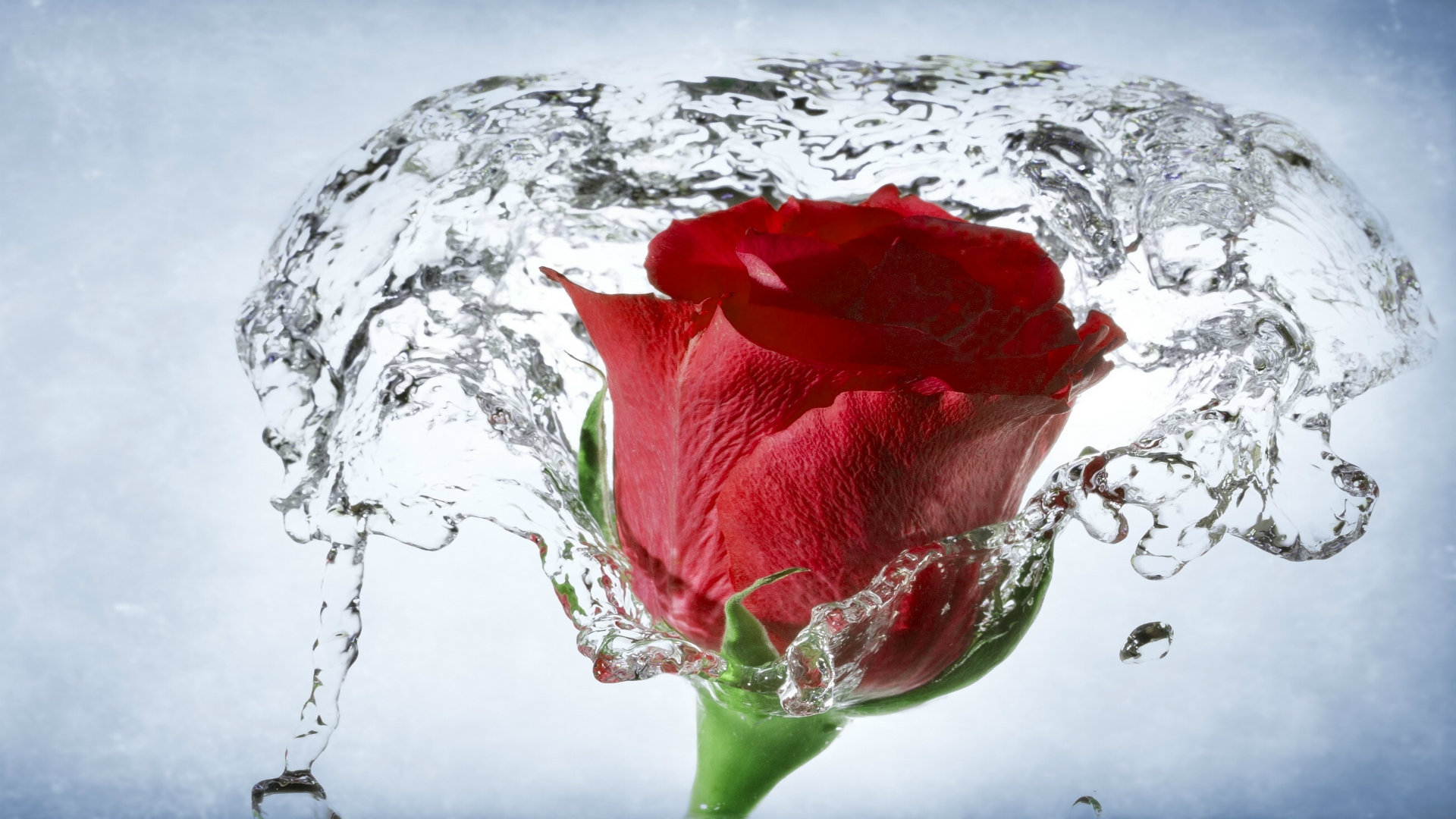 So Beautiful Red Rose HD Wallpaper Roses