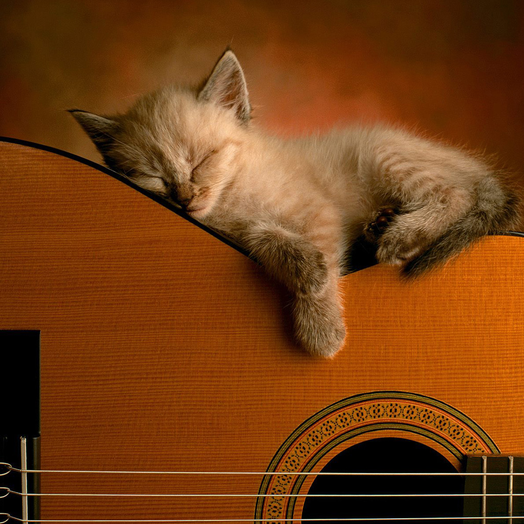 iPad Wallpaper Cat Sleeping In Guitar Animal