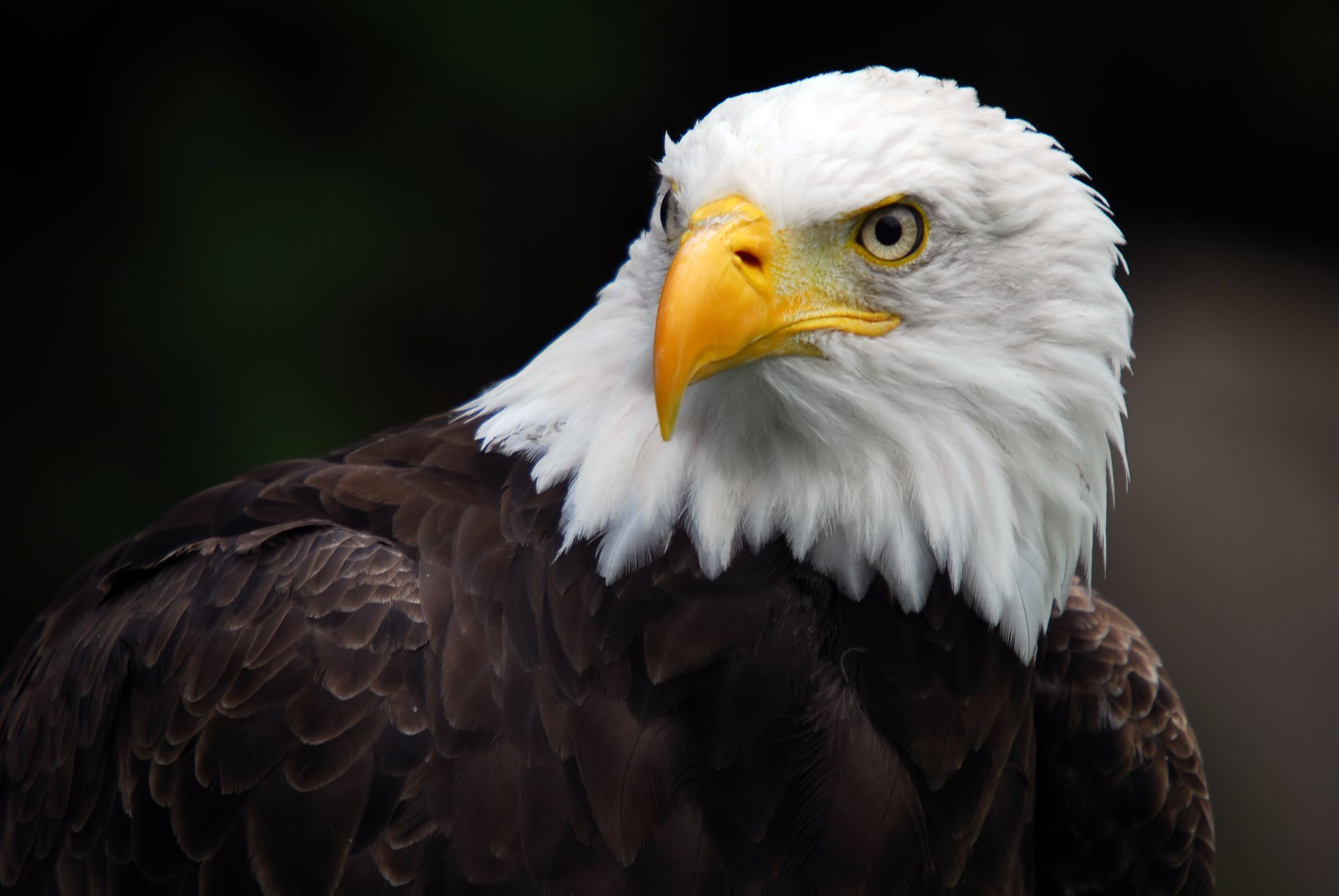 Animal Bald Eagle HD Wallpaper
