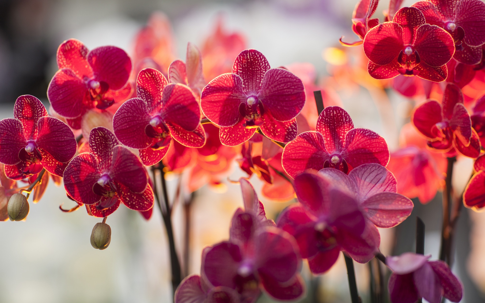 Wallpaper Orchid Phalaenopsis Red Color Flowers HD