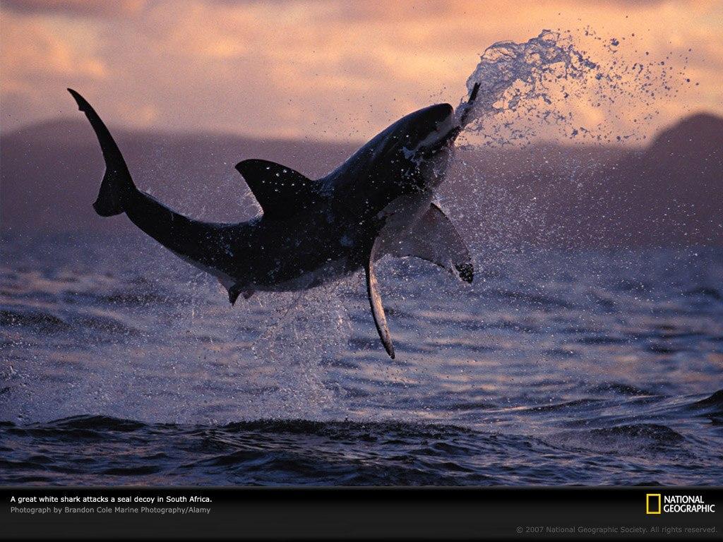 Great White Shark Wallpaper Jumping Hq