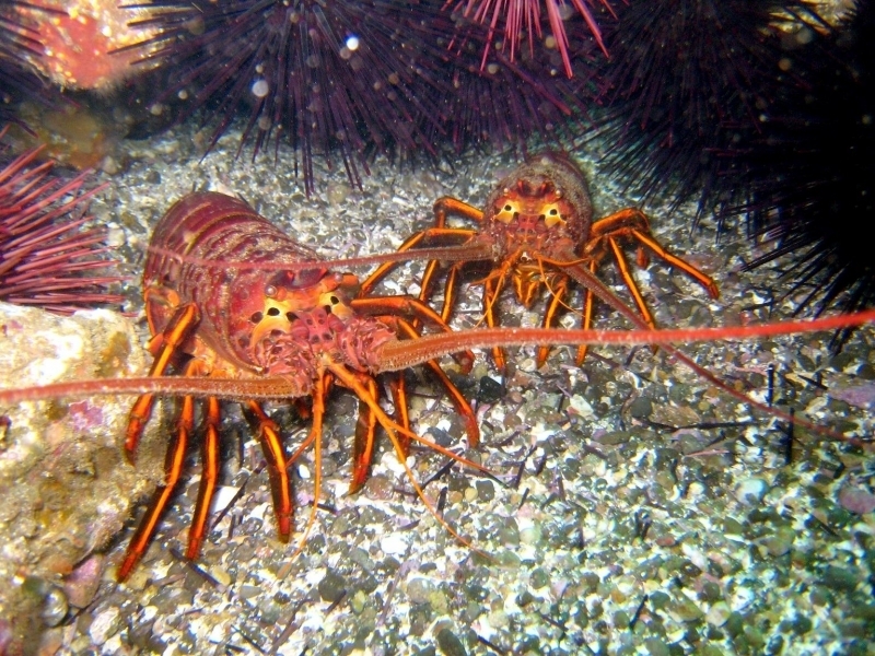 Spiny Lobster Ocean Treasures Memorial Library Wallpaper