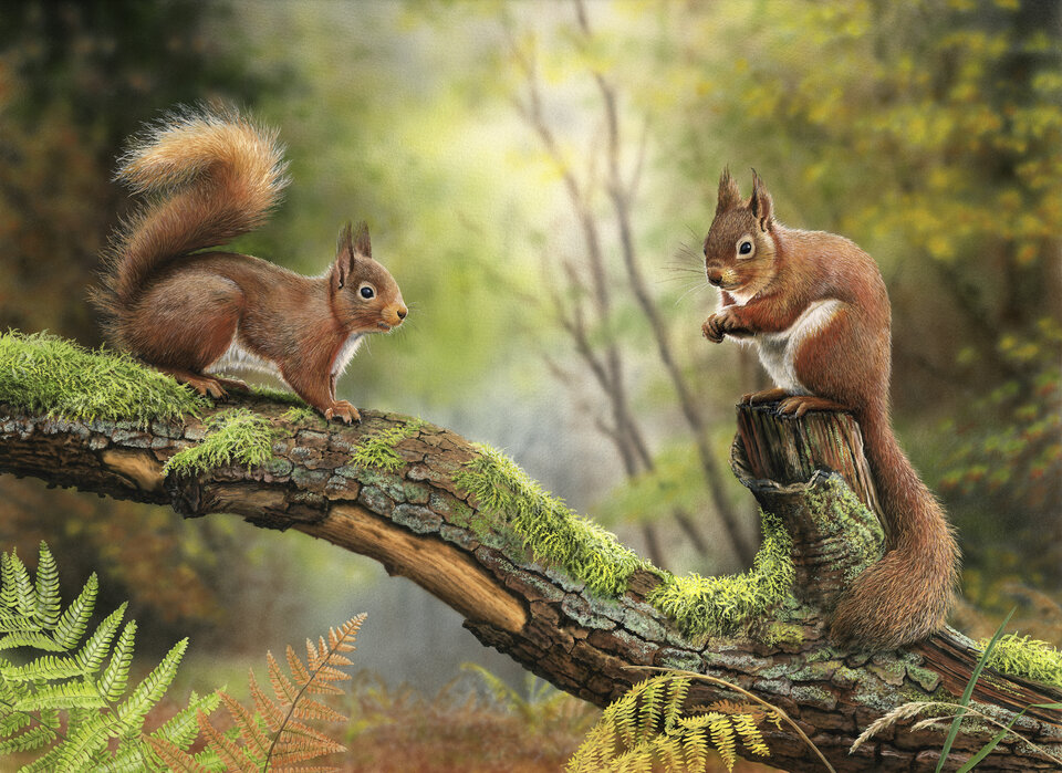 Red Squirrels A Wall Mural For Every Room Photowall