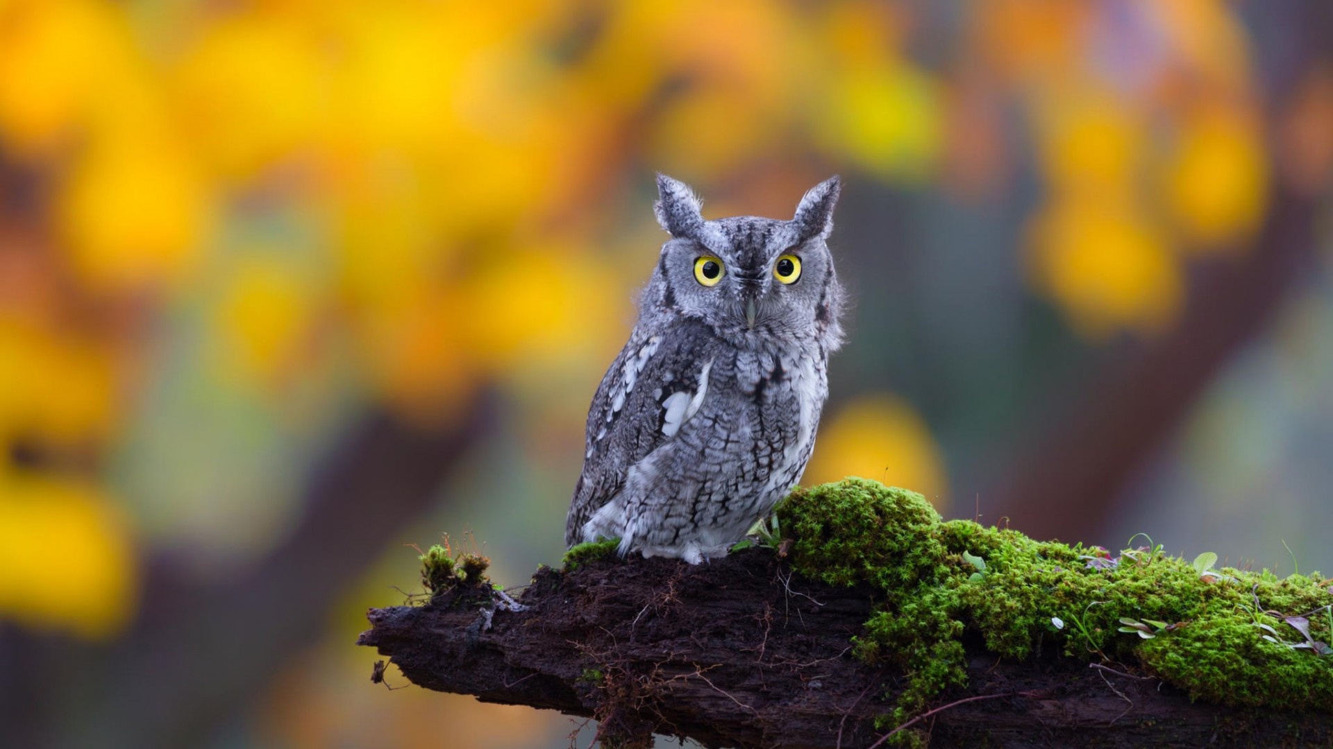 Owl Nature 1920 x 1080 Download Close