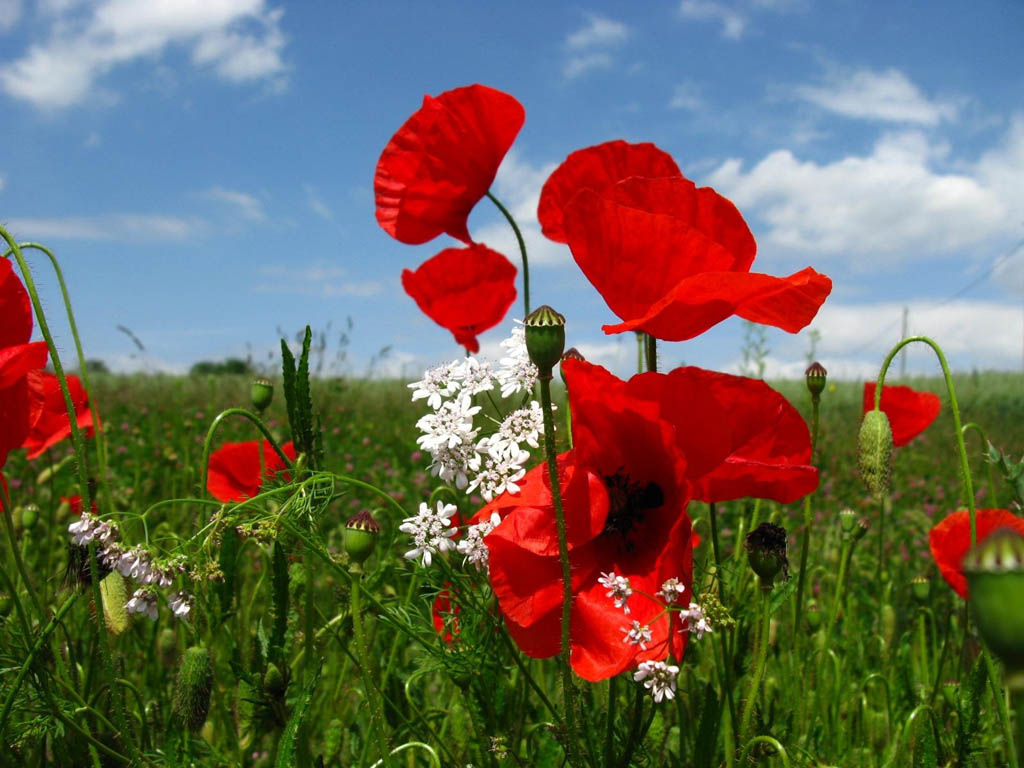 Poppy Flowers Wallpaper Desktop