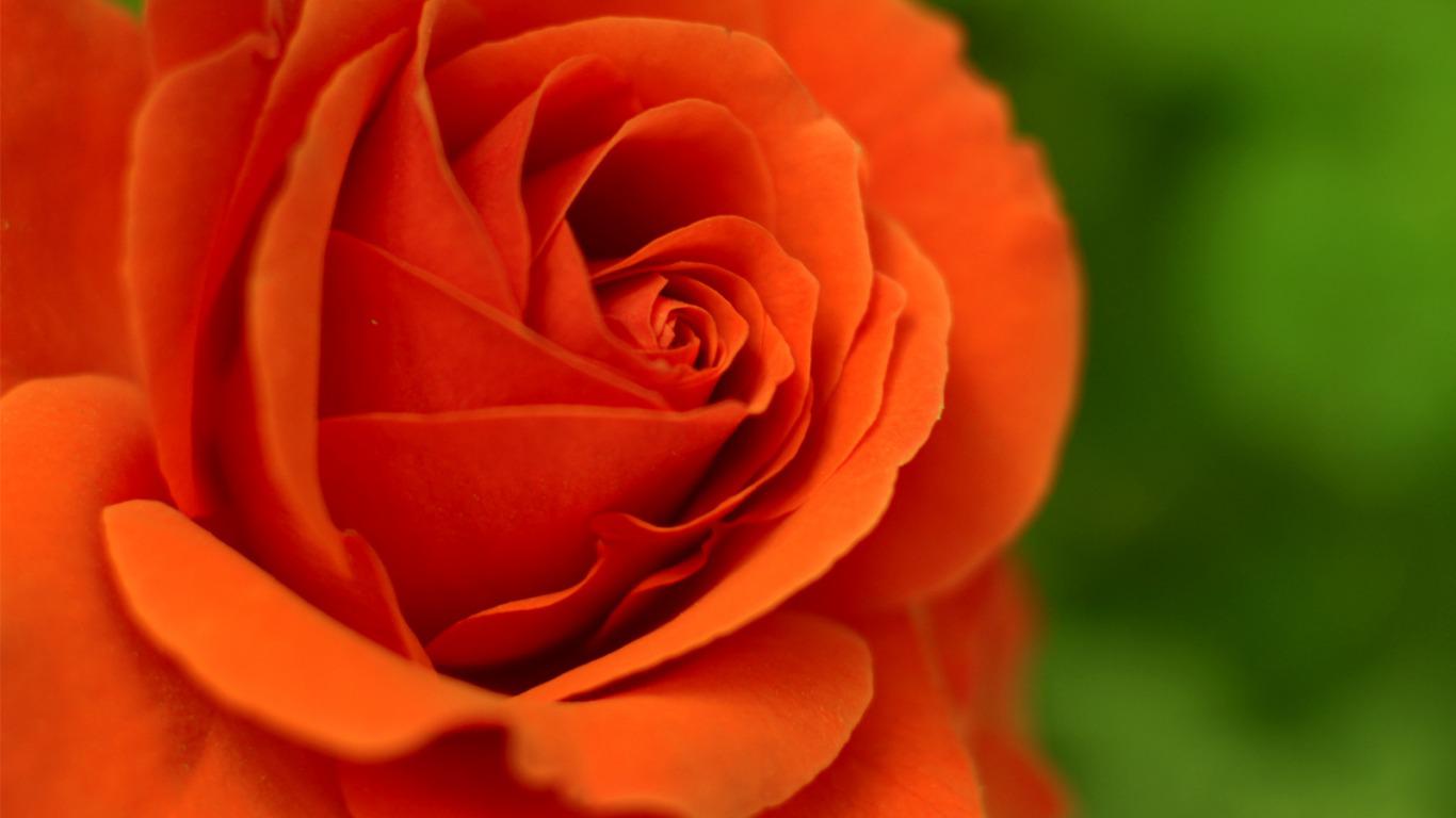 Orange Rose Wallpaper HD