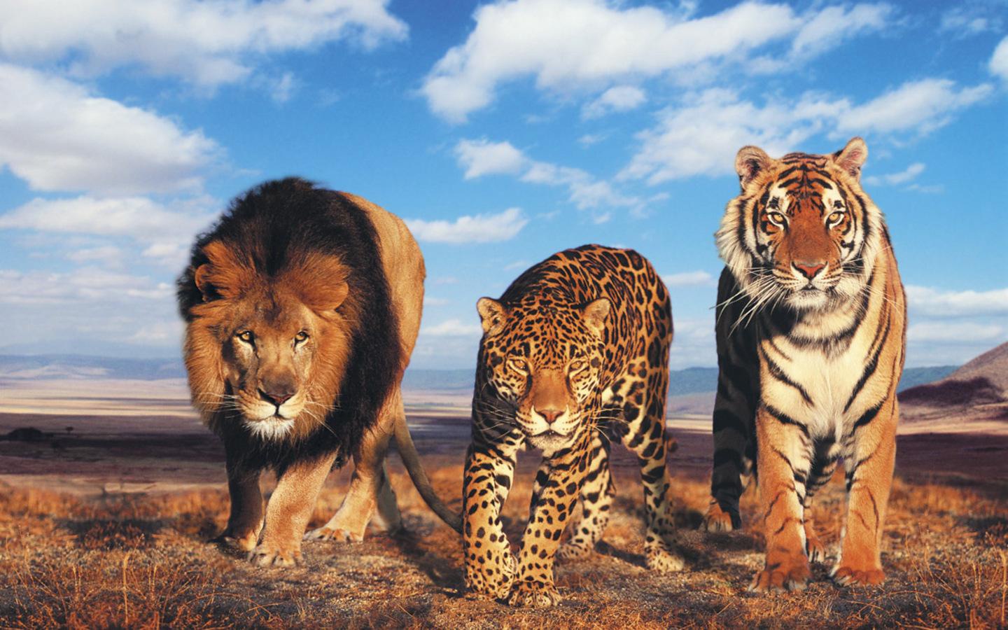 Beautiful Wildcats The Animal Kingdom Wallpaper