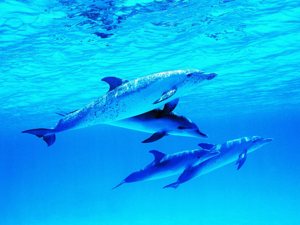 Related Wallpaper Animals Dolphins Dolphin