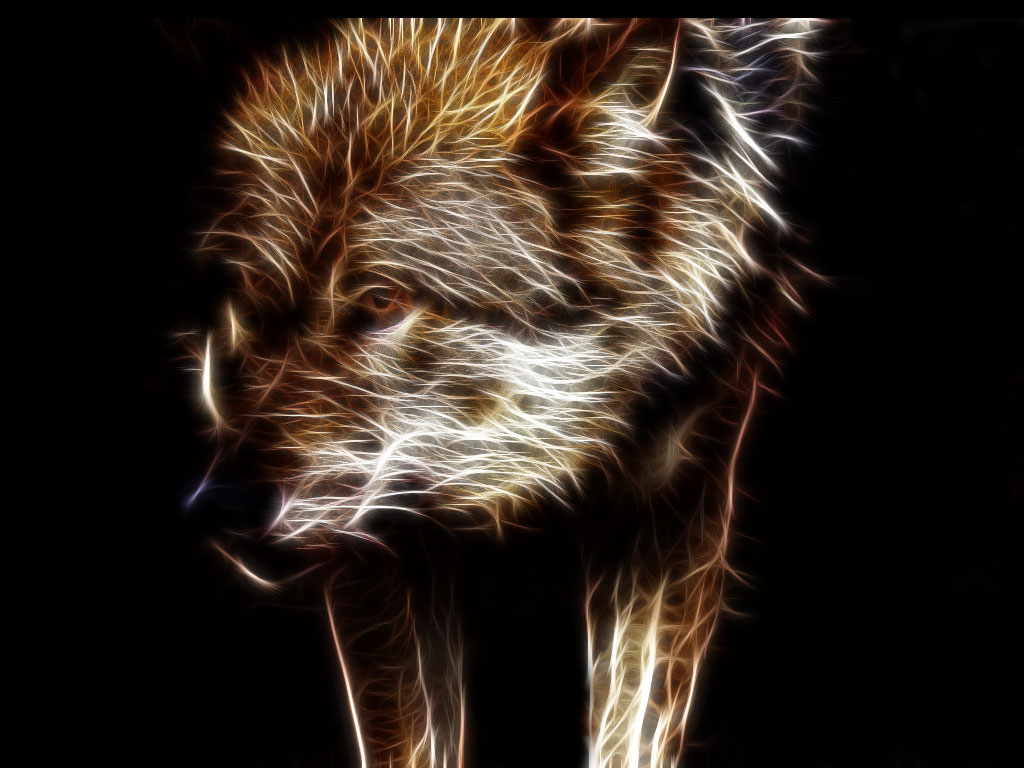 wolf wallpaper for home you re currently on page dark wolf wallpaper