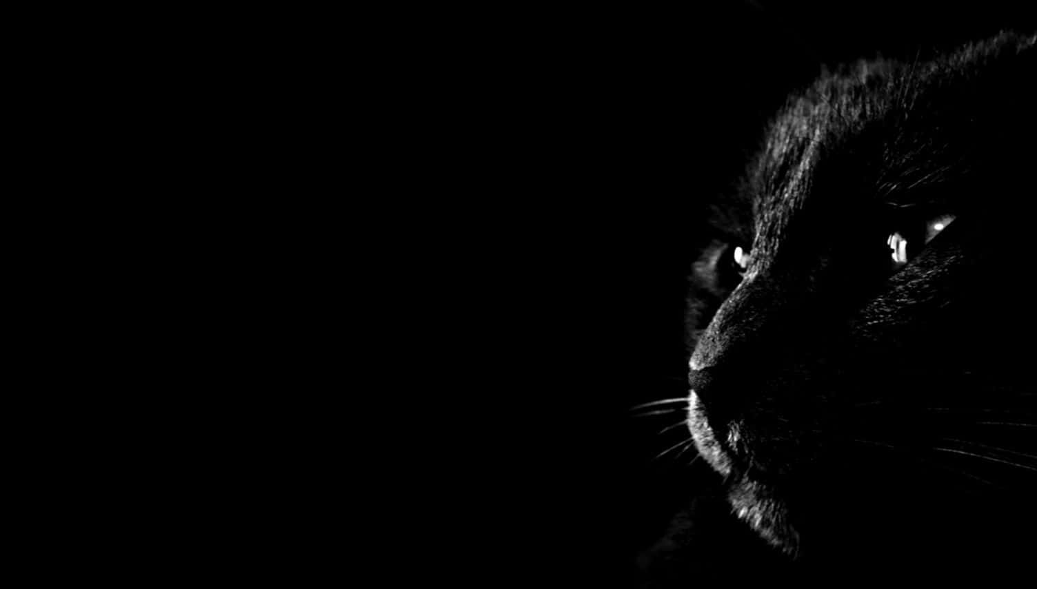 Dark Animals Wallpaper