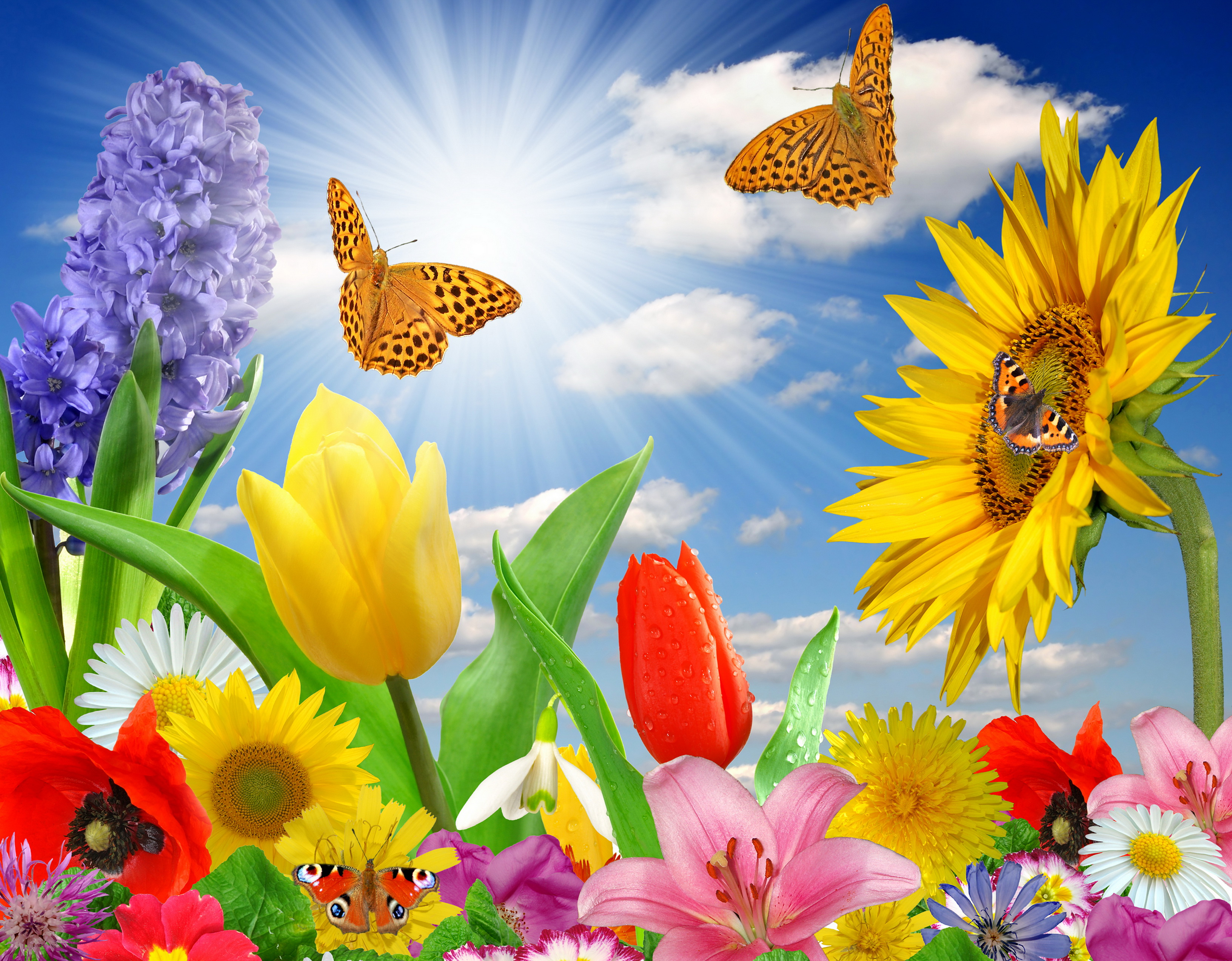 Butterfly And Flowers Wallpaper Wide HD