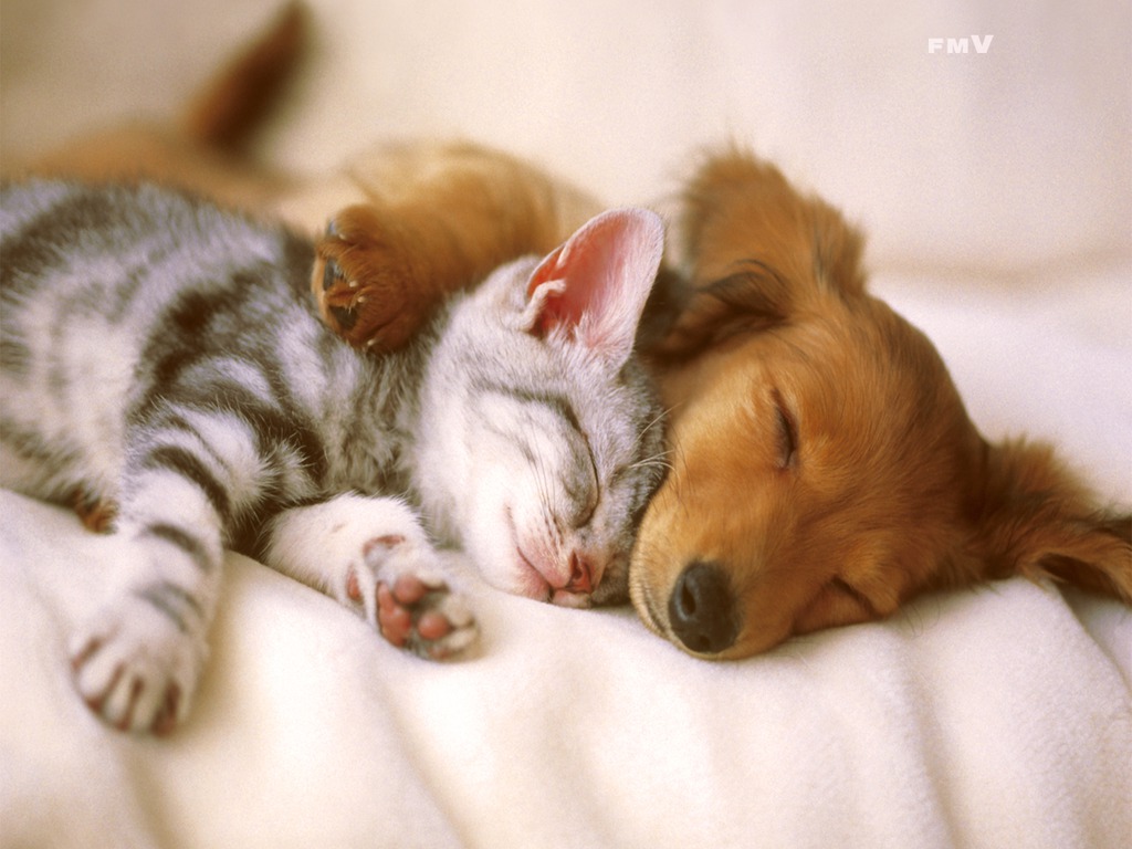 Kitten And Puppy Sleeping Wallpaper Tlnj IwallHD