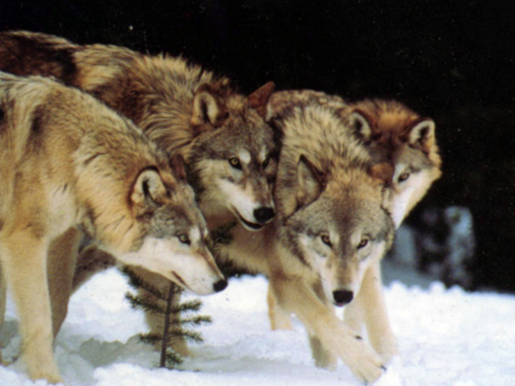 Pack Of Wolves Wallpaper Ing Gallery