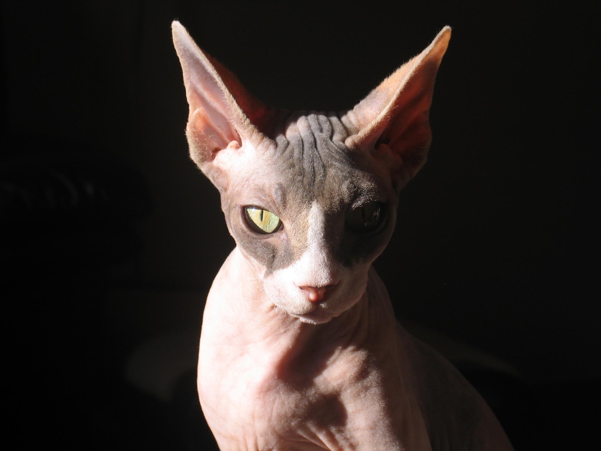 Sphynx Cat Wallpaper And Background Image