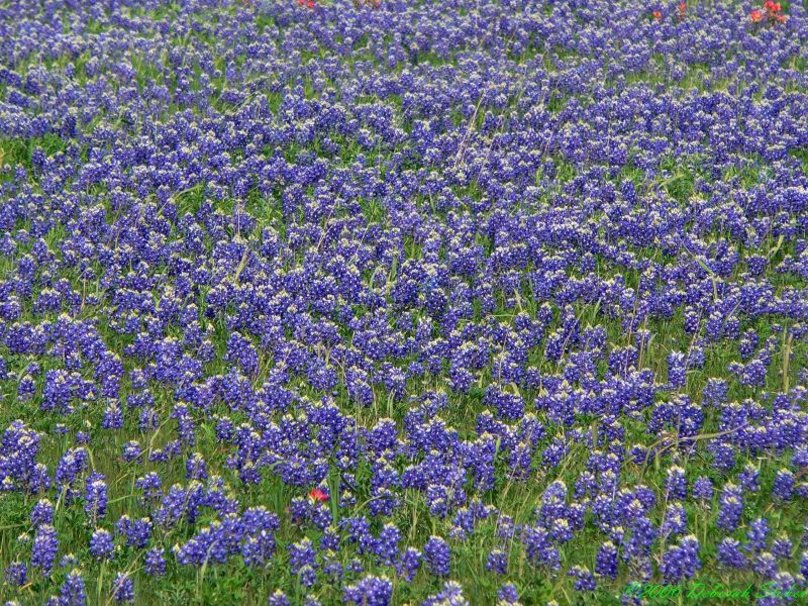Wallpaper Field Of Bluebons Ennis Texas